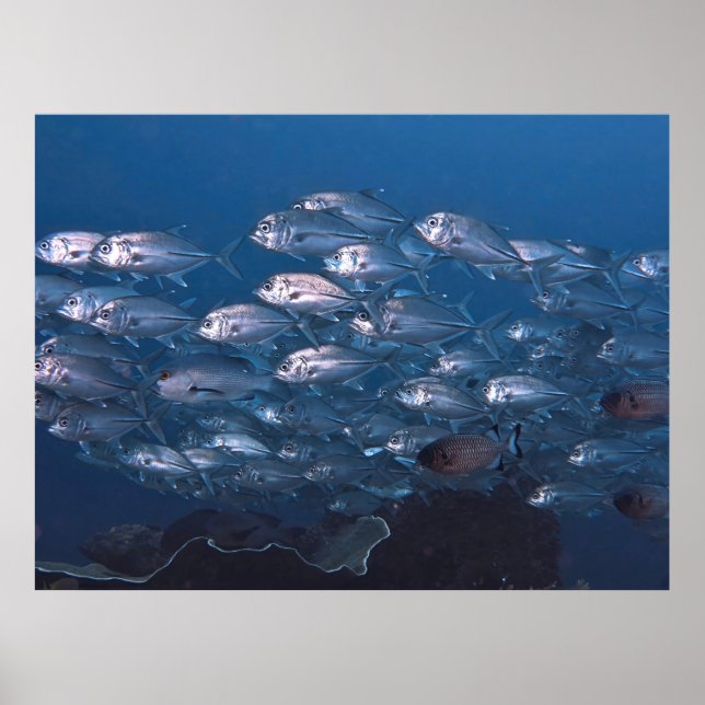 Poster École de Jacks (Devant)