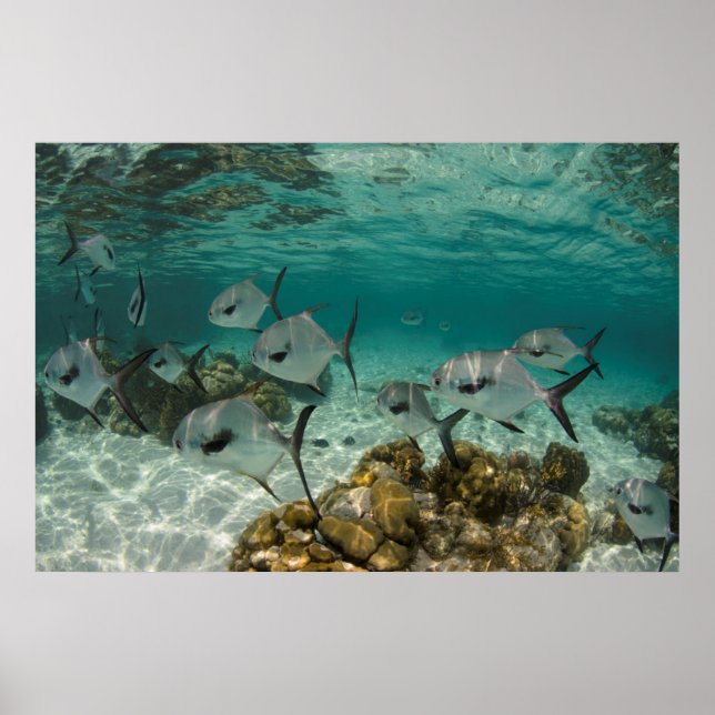 Poster École de poissons permis (Devant)