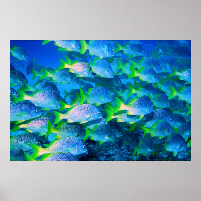 Poster École des Snappers (Devant)