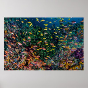 Poster Écoles de poissons nagent dans les récifs