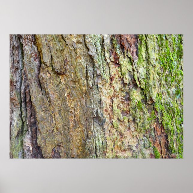 Poster Écorce d'arbre recouverte de mousse (Devant)
