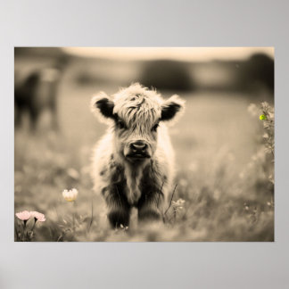 Poster Écossaise Highland Calf Baby Cow Miniature Sepia