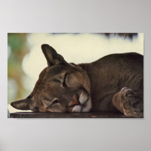 Poster Écran Coussin Dormant