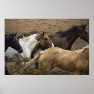 Poster Écran d'art des Chevaux sauvages