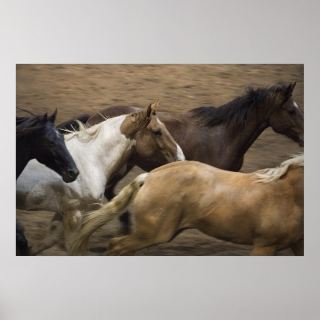 Poster Écran d'art des Chevaux sauvages (Devant)
