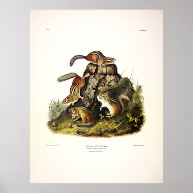 Poster Écureuil à écorce ( Chipmunk oriental ) par Audubo (Devant)