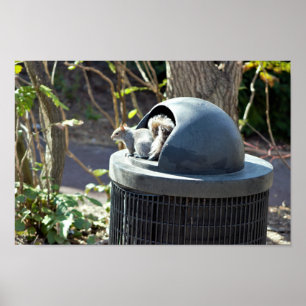 Poster Écureuil à la poubelle