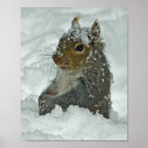 Poster Écureuil à neige