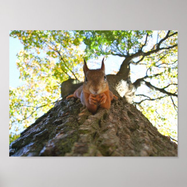 Poster Écureuil au repos (Devant)