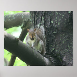 Poster Écureuil Avec Nut Nature Photo Peinture