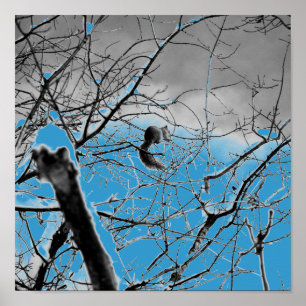 Poster Écureuil Blizzard B+W