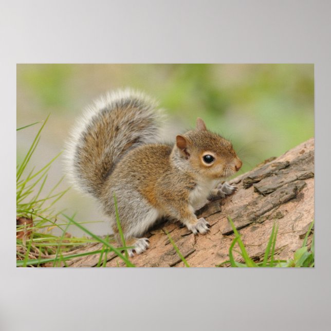 Poster Écureuil de bébé (Devant)