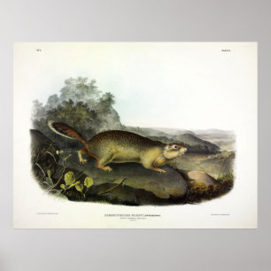 Poster Écureuil de la Marmotte de Parry ou écureuil terre