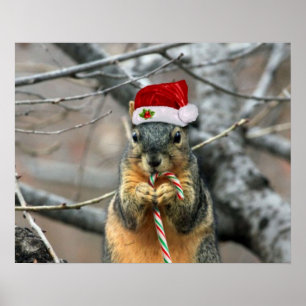 Poster Écureuil de Noël