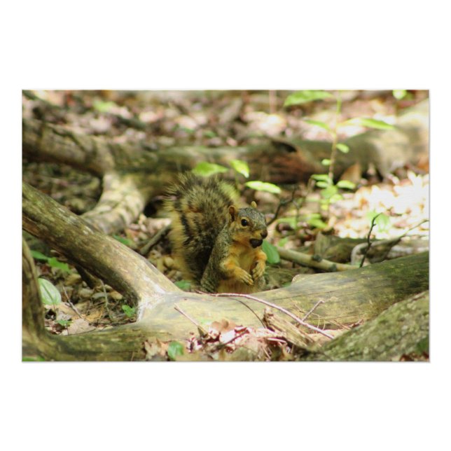 Poster Écureuil en forêt (Devant)
