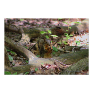 Poster Écureuil en forêt