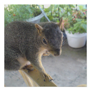 Poster Écureuil Fermer l'affiche parfaite