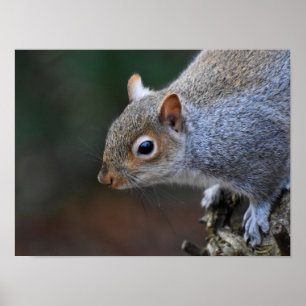 Poster Écureuil gris