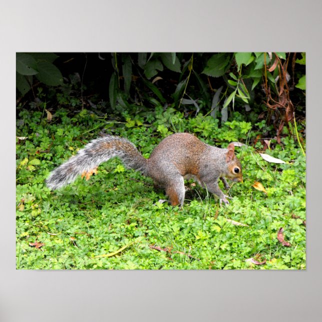 Poster Écureuil gris (Devant)