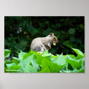 Poster Écureuil gris avec noix