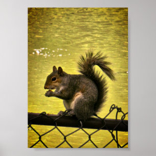 Poster Écureuil gris de l'Est (Sciurus carolinensis)