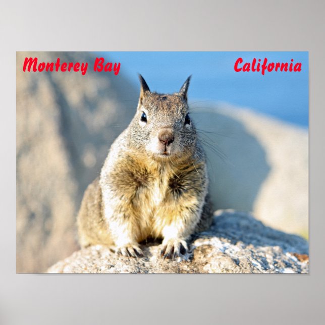 Poster Écureuil gris, Monterey Bay, Californie (Devant)