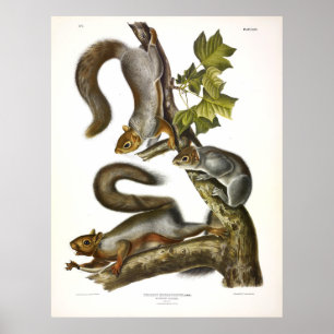 Poster Écureuil migratoire (Gris de l'Est) par Audubon