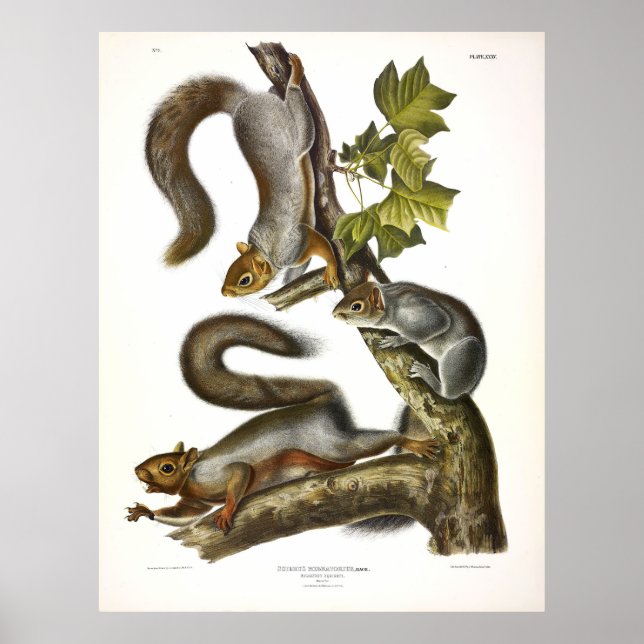 Poster Écureuil migratoire (Gris de l'Est) par Audubon (Devant)