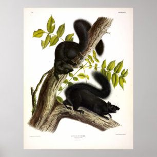 Poster Écureuil noir, écureuil gris oriental par Audubon