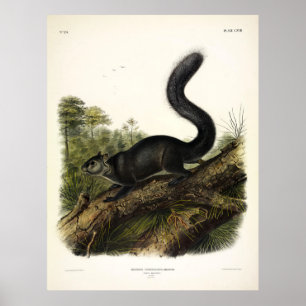 Poster Écureuil ou écureuil gris mexicain par Audubon