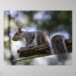Poster Écureuil perché sur une branche d'arbre