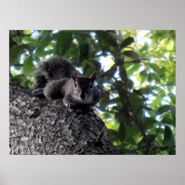 Poster Écureuil reposant dans l'arbre (Devant)