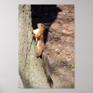 Poster Écureuil rouge mignon sur un arbre