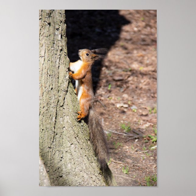 Poster Écureuil rouge mignon sur un arbre (Devant)