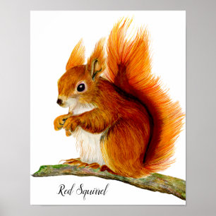 Poster Écureuil rouge peint en aquarelle Art de la faune