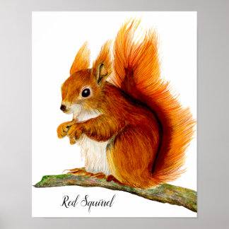 Poster Écureuil rouge peint en aquarelle Art de la faune