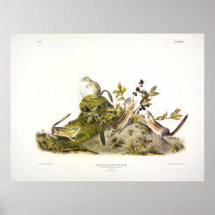 Poster Écureuil terrestre à quatre bandes, ou Colorado Ch