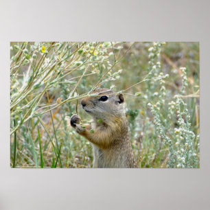 Poster Écureuil terrestre, Parc national de Rocky Mountai