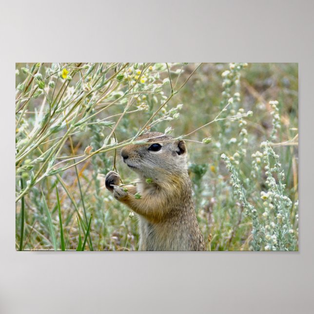 Poster Écureuil terrestre, Parc national des Rocheuses (Devant)