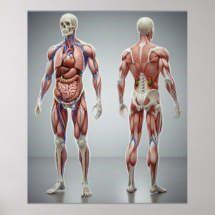 Poster éducatif sur l'anatomie du corps humain pou