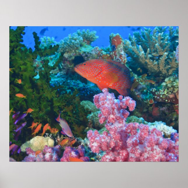 Poster éducation Pseudanthias (Pseudanthias (Devant)