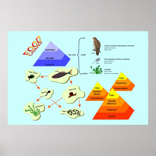Poster Éducation, Sciences, Chaînes Alimentaires (Devant)