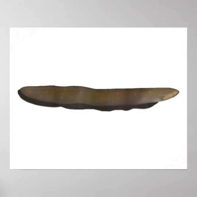 Poster Eel électrique (Devant)