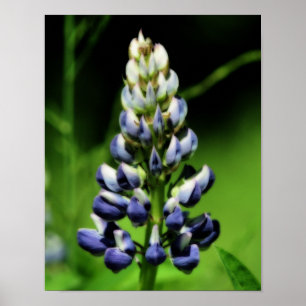 Poster Effet Orton simple Lupine Bleue