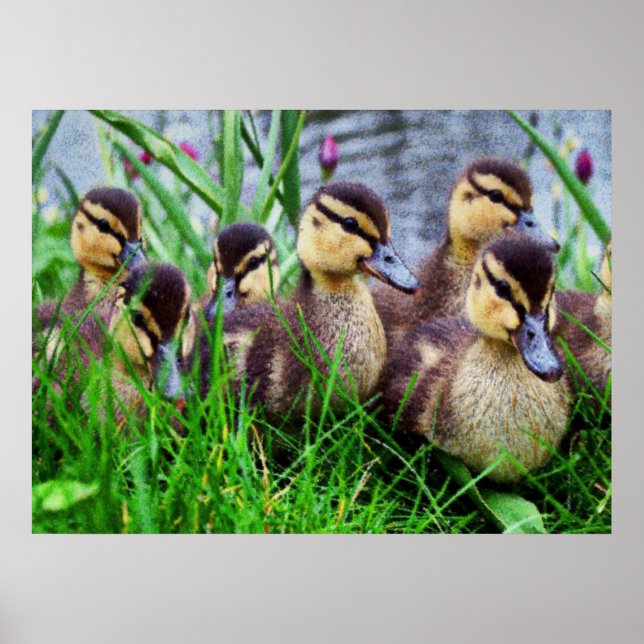 Poster Effets individuels Oiseaux 11 (Devant)