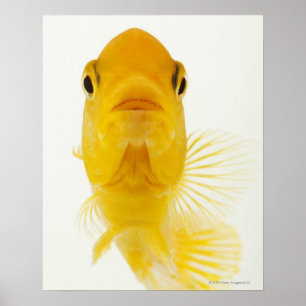 Poster Également connu sous le nom de poisson rouge à que
