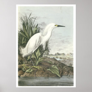 Poster Egret neigeux