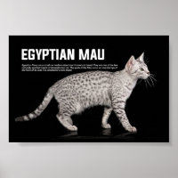 Égyptien Mau Cat Breed
