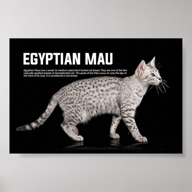 Poster Égyptien Mau Cat Breed (Devant)