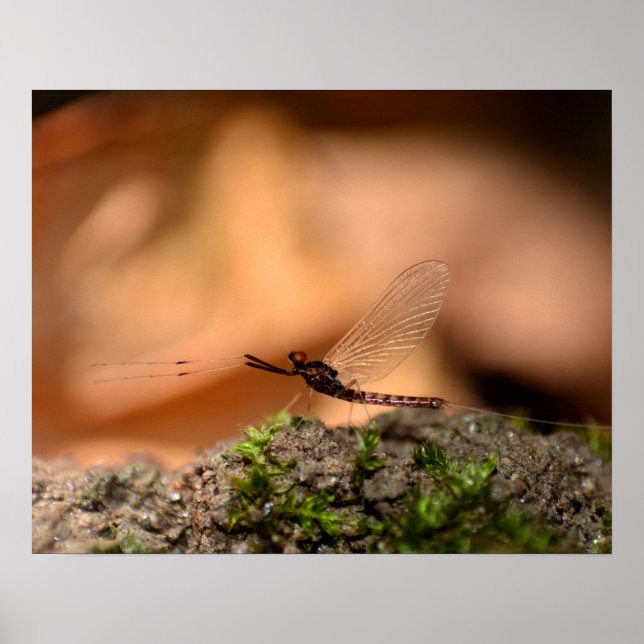 Poster Eintagsfliege (Devant)